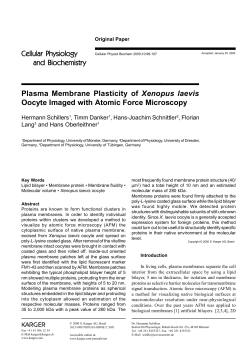 Plasma Membrane Plasticity of Xenopus laevis Oocyte