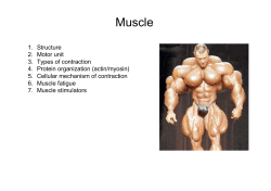 muscle 2008