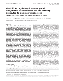 Most RNAs regulating ribosomal protein biosynthesis in Escherichia