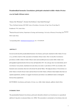 Pseudostalked barnacles Xenobalanus globicipitis attached to killer