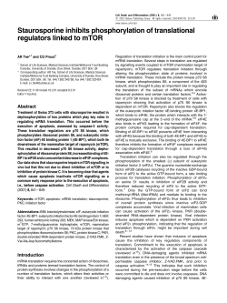 Staurosporine inhibits phosphorylation of translational