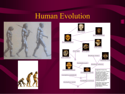 Human Evolution - Parma City School District