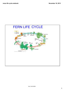 moss life cycle.notebook