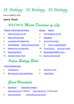 SE Biology SE Biology SE Biology Wayne`s Major Divisions of Life