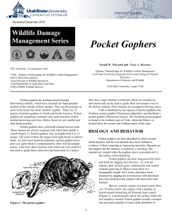 Pocket Gophers - DigitalCommons@USU