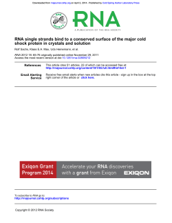 shock protein in crystals and solution RNA single strands bind to a