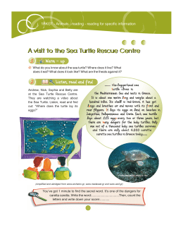 A visit to the Sea Turtle Rescue Centre