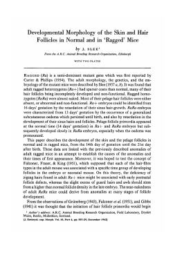 Developmental Morphology of the Skin and Hair Follicles in Normal