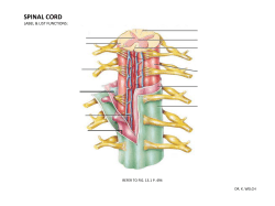 spinal cord - HCC Learning Web