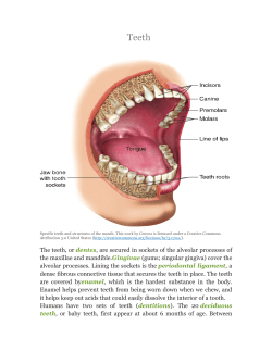 The teeth, or dentes, are secured in sockets of the