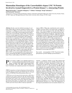 Mammalian Homologue of the Caenorhabditis elegans UNC