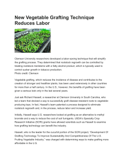 New Vegetable Grafting Technique Reduces
