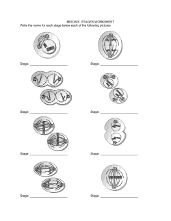 MEIOSIS STAGES WORKSHEET Write the name for each stage
