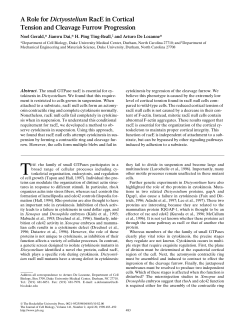 A Role for Dictyostelium RacE in Cortical Tension