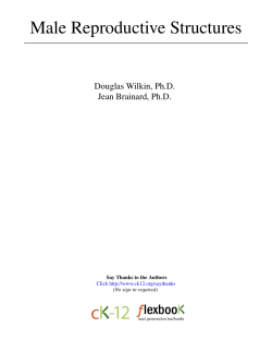 Male Reproductive Structures - cK-12