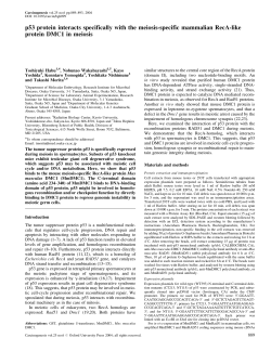 p53 protein interacts specifically with the meiosis
