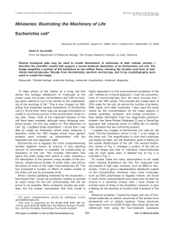 Escherichia coli - IMBB
