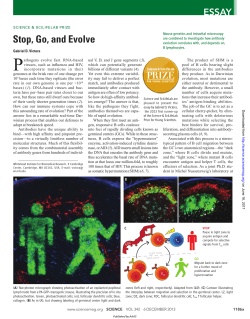 Stop, Go, and Evolve