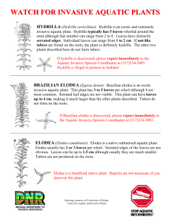watch for invasive aquatic plants hydrilla