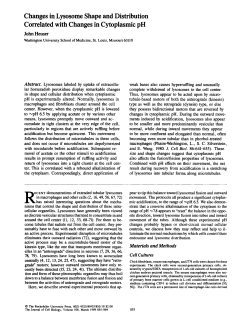 Changes in Lysosome Shape and Distribution