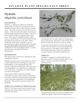 Fact Sheet: Hydrilla (Aquatic Invasive Plant)
