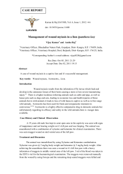 Management of wound myiasis in a lion (panthera le o)