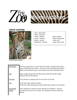 Animal Fact Sheet AMUR LEOPARD