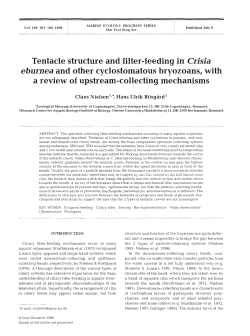 Tentacle structure and filter-feeding in Crisia eburnea and other