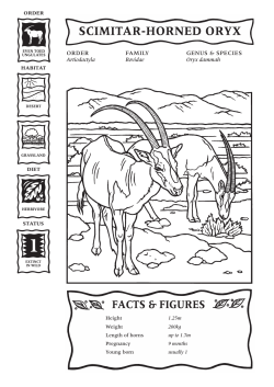 Scimitar Horned Oryx