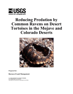 Reducing Predation by Common Ravens on Desert Tortoises in the