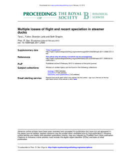 ducks Multiple losses of flight and recent speciation