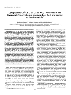 Cytoplasmic Ca2+, K+, CI`, and NO,- Activities in the