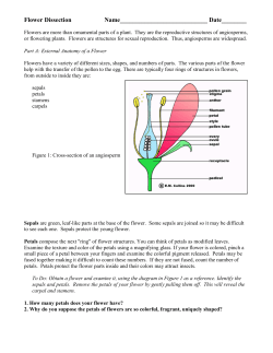 Flower Dissection