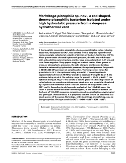 Marinitoga piezophila sp. nov., a rod-shaped, thermo
