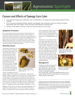 Causes and Effects of Spongy Corn Cobs