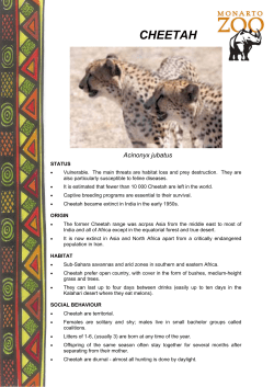 cheetah - Zoos South Australia