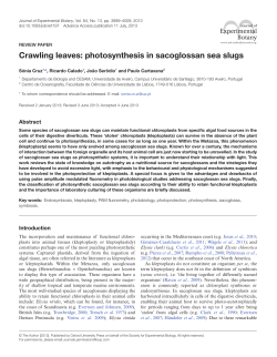 Crawling leaves: photosynthesis in sacoglossan sea slugs