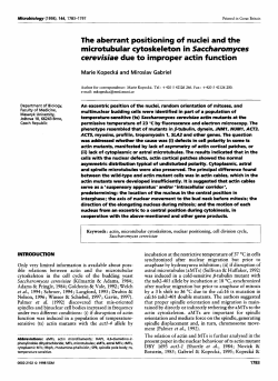 The aberrant positioning of nuclei and the