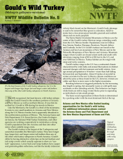 Gould`s Wild Turkey
