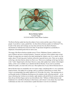 Brown Recluse Spiders by Heidi Napier UCCE/El Dorado County