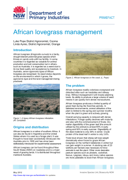 African lovegrass management
