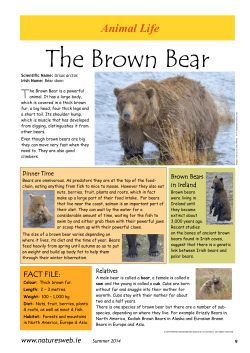 The Brown Bear