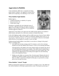 Aggression in Rabbits PDF Handout