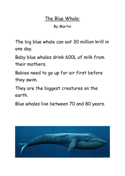 The Blue Whale
