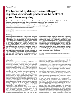 The lysosomal cysteine protease cathepsin L regulates keratinocyte