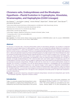 Chromera velia, Endosymbioses and the Rhodoplex Hypothesis