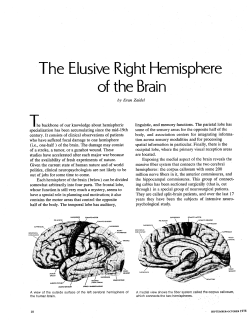 The Elusive Right Hemisphere of the Brain