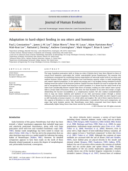Adaptation to hard-object feeding in sea otters
