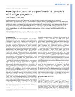 EGFR signaling regulates the proliferation of