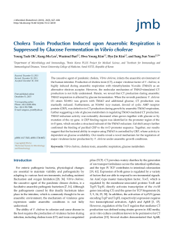 Cholera Toxin Production Induced upon Anaerobic Respiration is